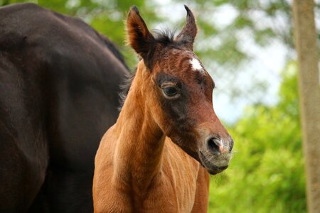 Thoroughbred arabian brown mold tail