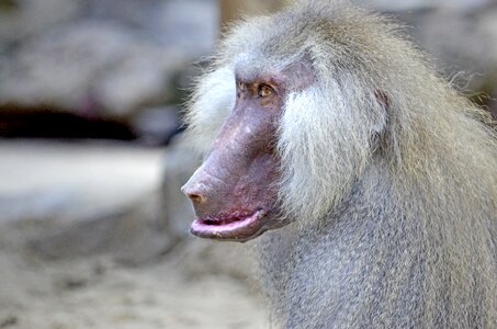 Monkey males male grey fur photo