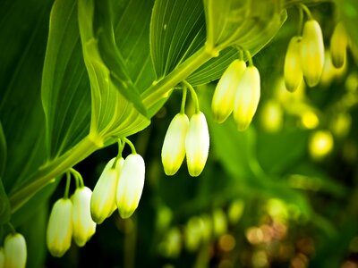 Spring white nature