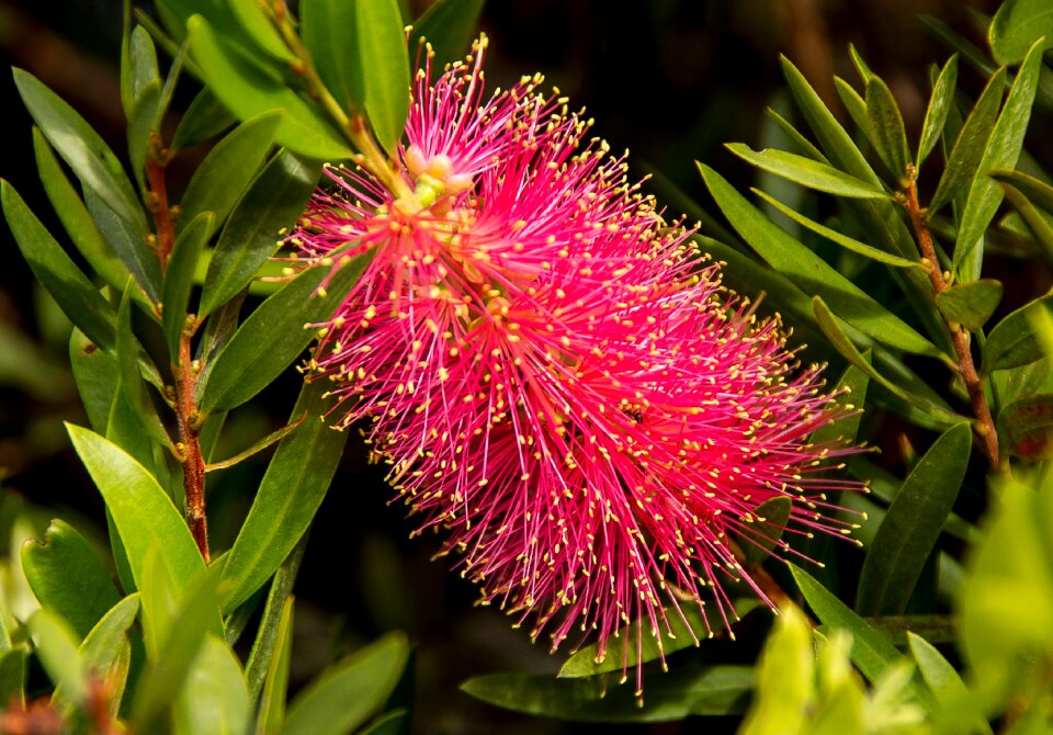 Australian native pink