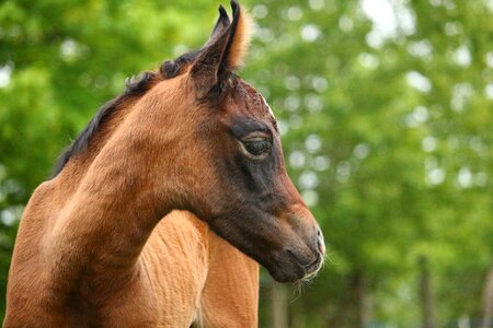 Brown mold thoroughbred arabian horse head photo