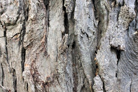 Timber rough background