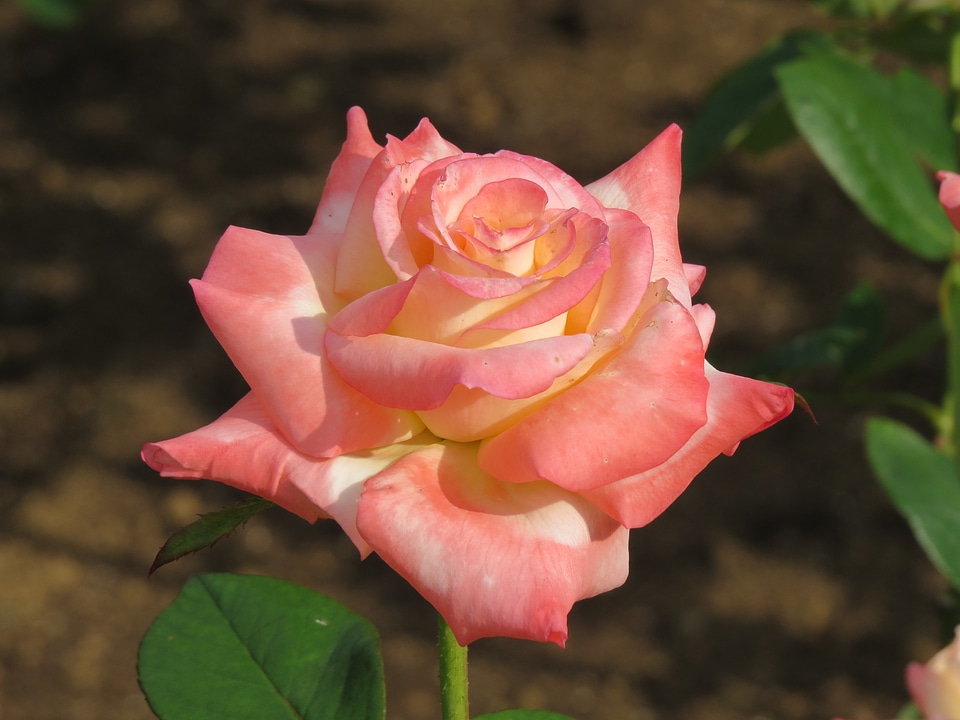 Blooms lighter pink