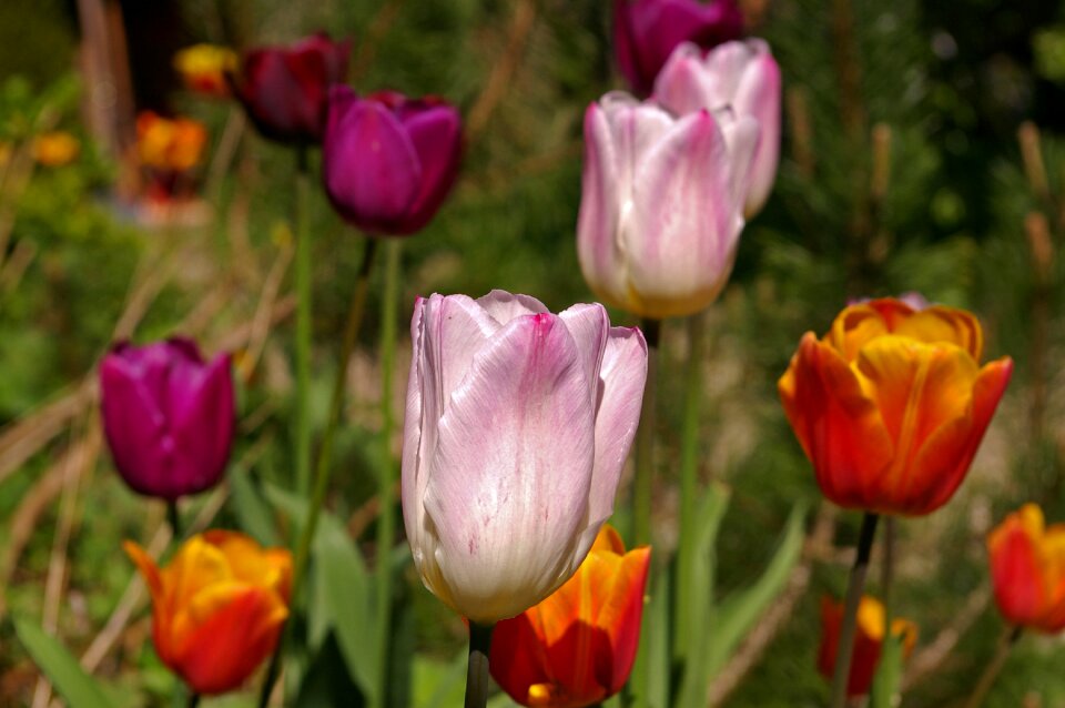 Flower spring nature