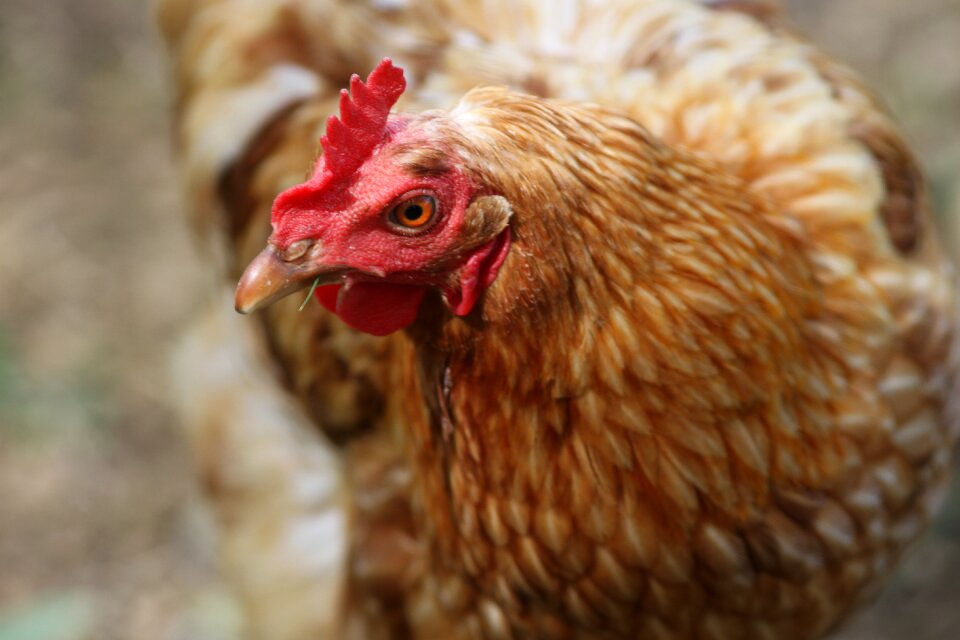 Animal livestock rooster
