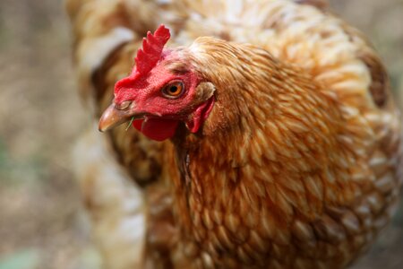 Animal livestock rooster