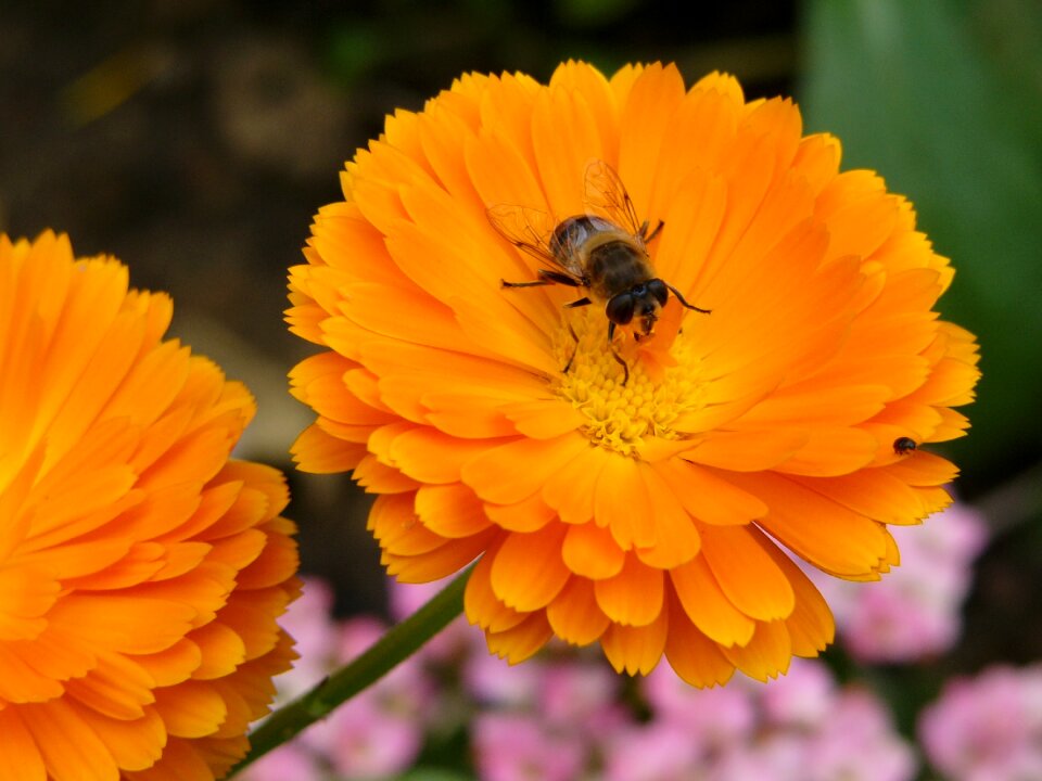 Insects garden nature
