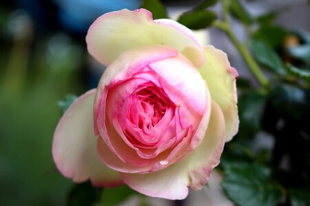 Flower pale pink rosebush photo