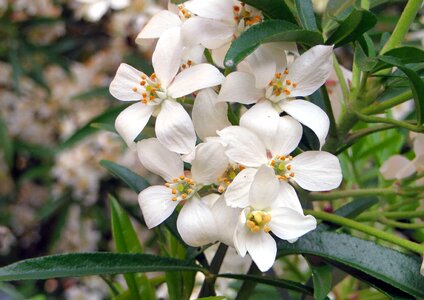 Smell plant botany