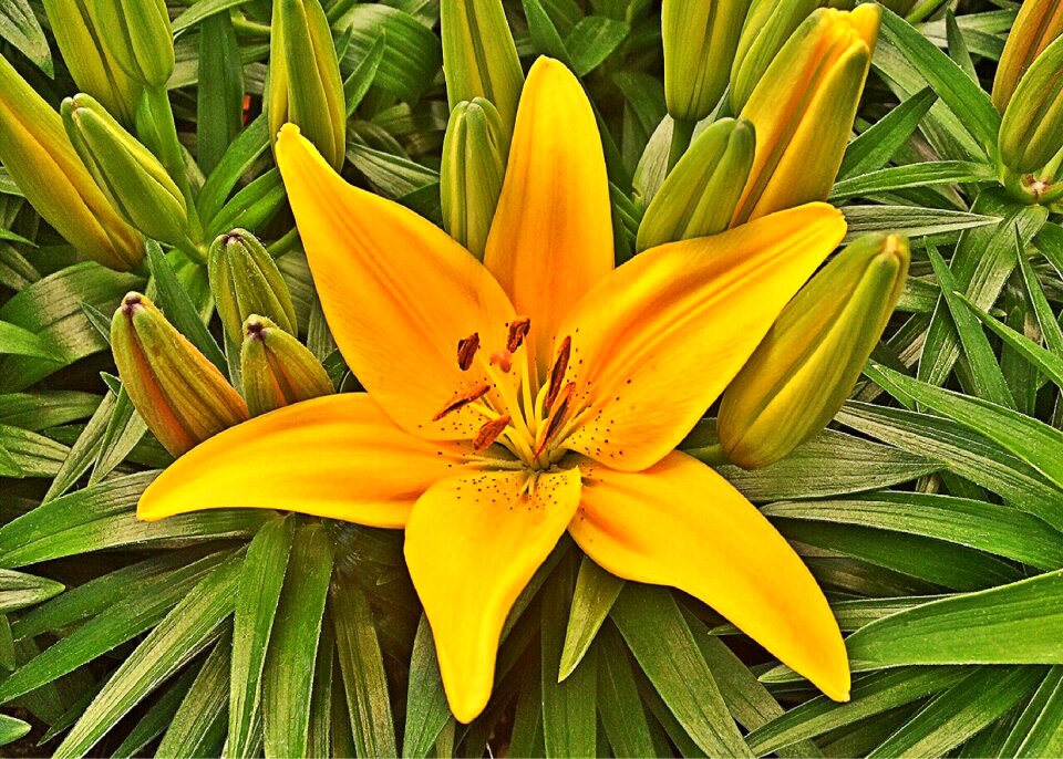 Plant lily bloom