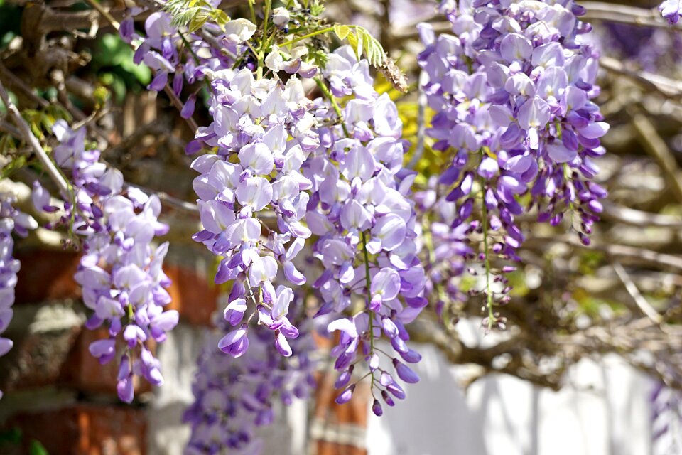 Purple blue garden