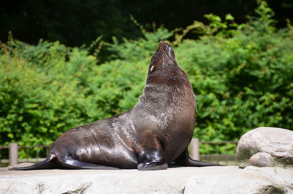 Sea lion seal pelts animal