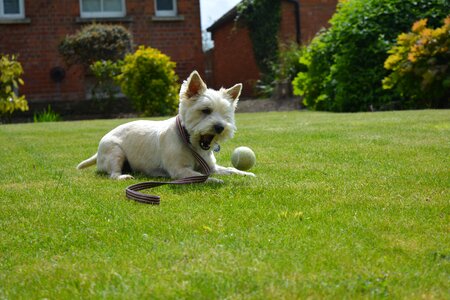 Terrier play pet