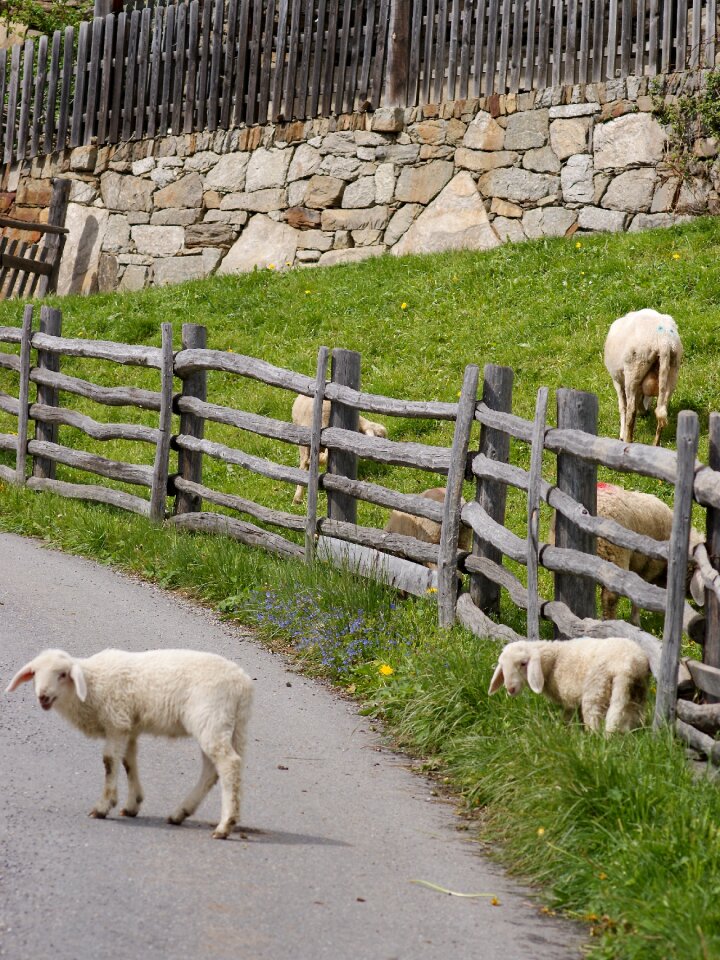 Ausgebüxt lamb meadow