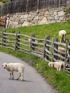 Ausgebüxt lamb meadow