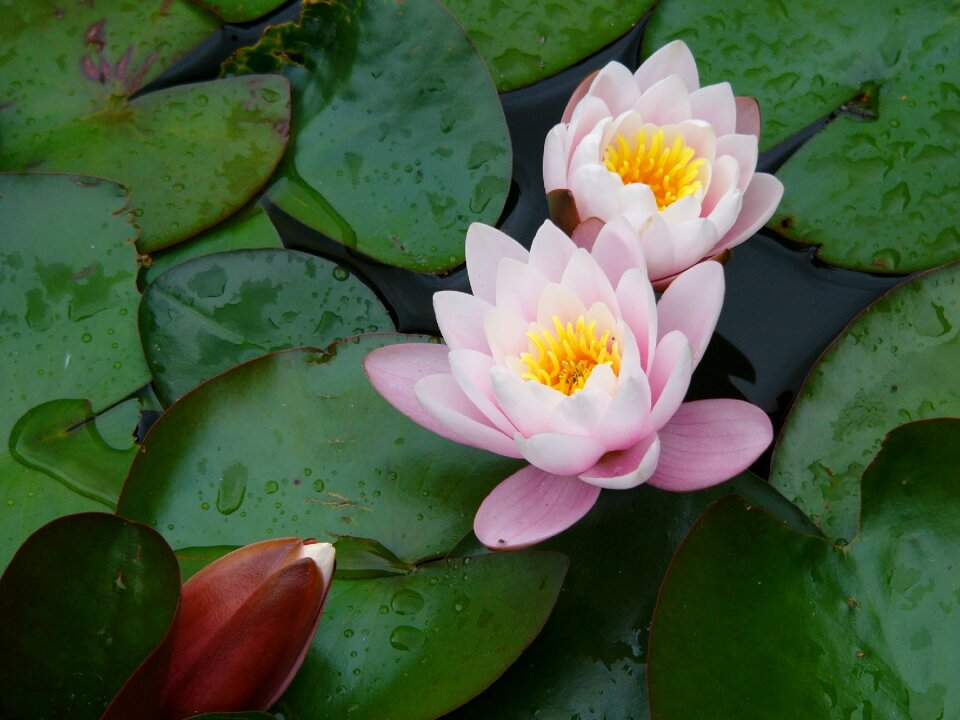 Nature drops of water zen