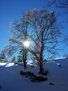 Winter magic tree hiking photo