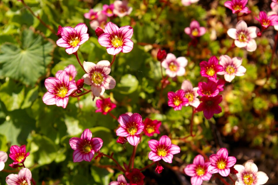Plant stone bedding plant flower bed