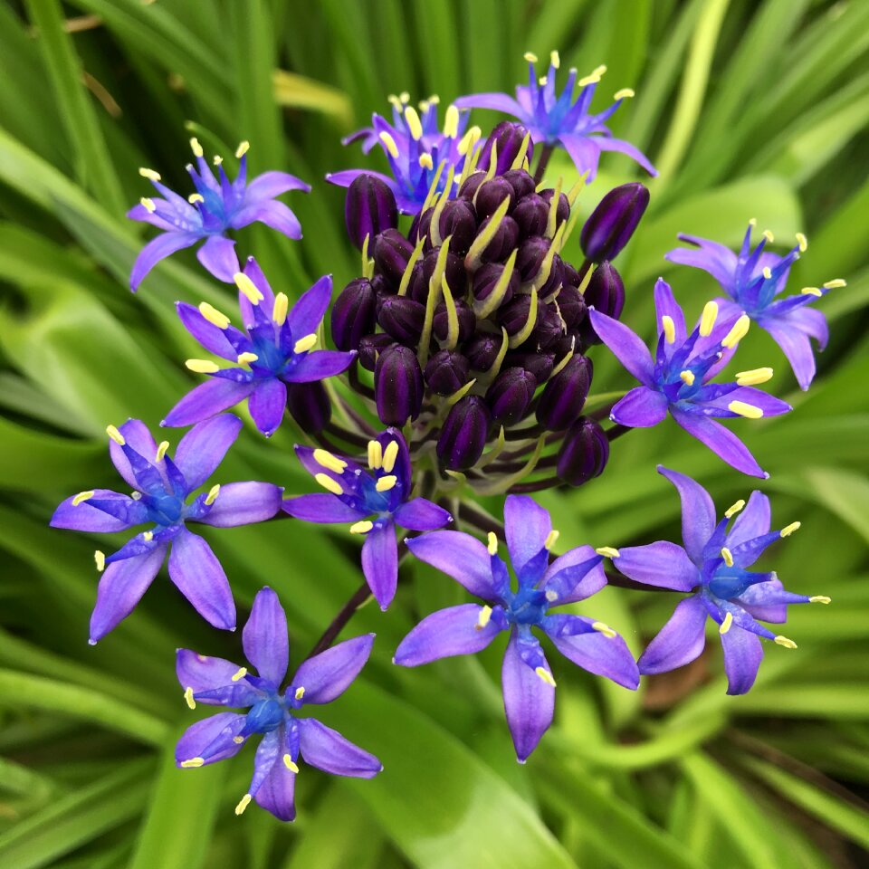 Shiraperubiana purple flower bed of flowers
