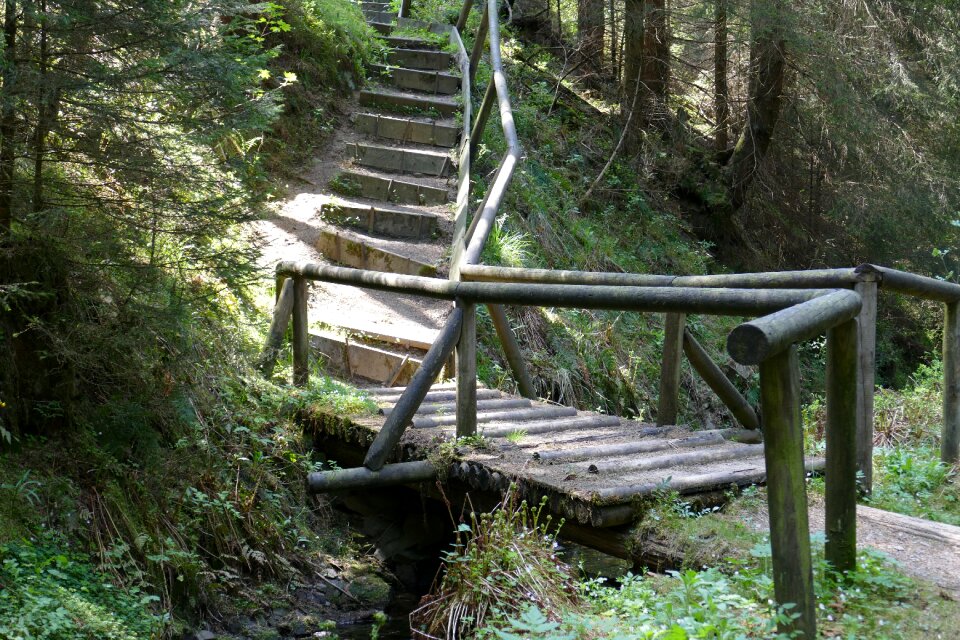Old grumbach pond forest