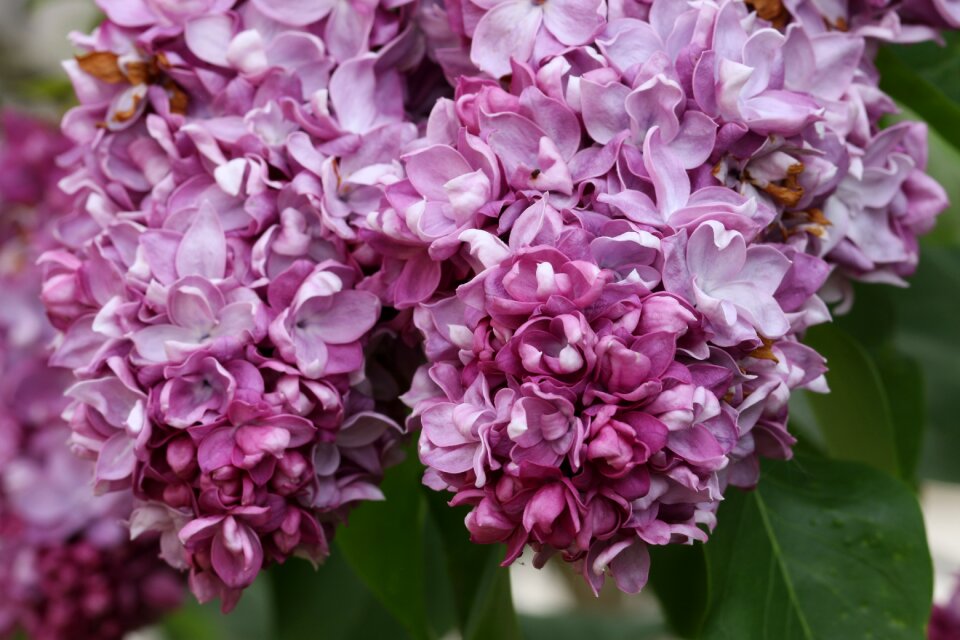Flower violet bush