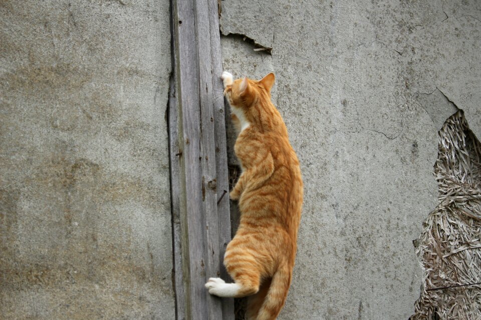 Mackerel red cat red mackerel tabby