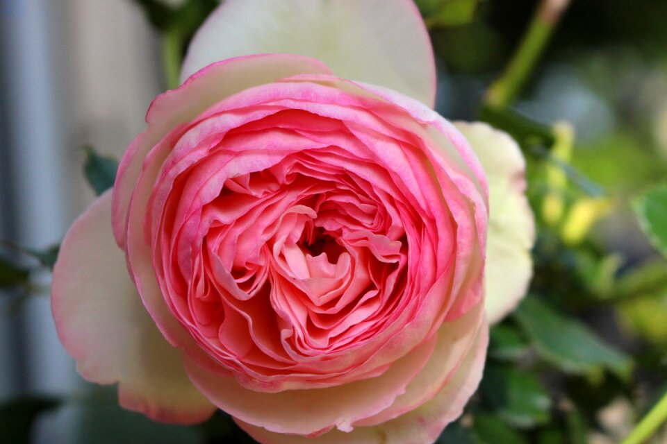 Flower pale pink climbing rose