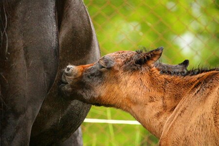 Brown mold thoroughbred arabian horse head