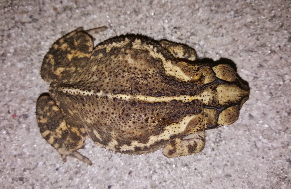 Croaking amphibian bufo