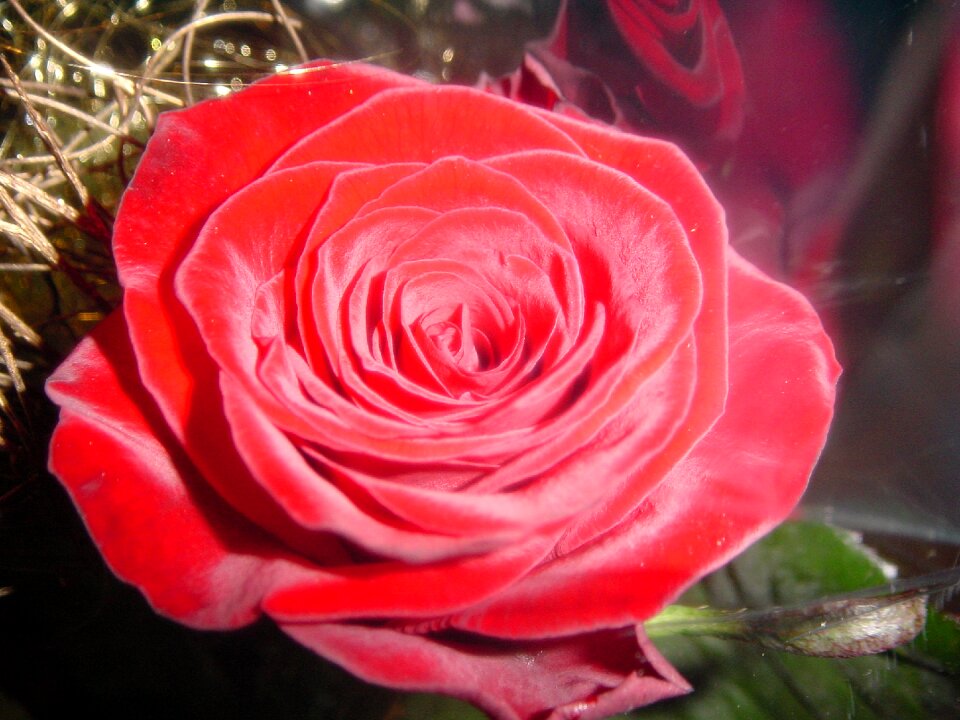 Red rose blooms red rose