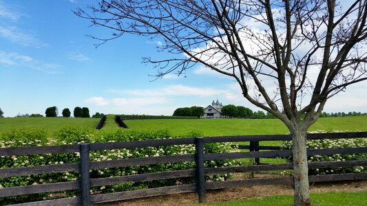 Horse farm grass