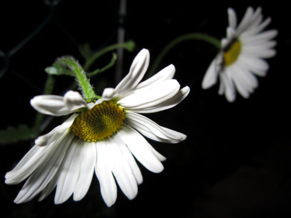 Bloom blossom bloom