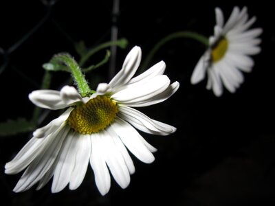Bloom blossom bloom