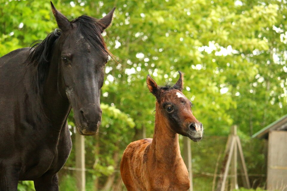 Brown mold thoroughbred arabian mare and foal