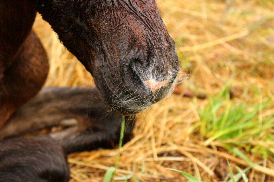 Snout tasthaare thoroughbred arabian