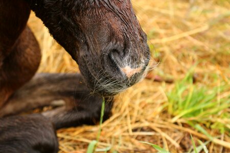 Snout tasthaare thoroughbred arabian
