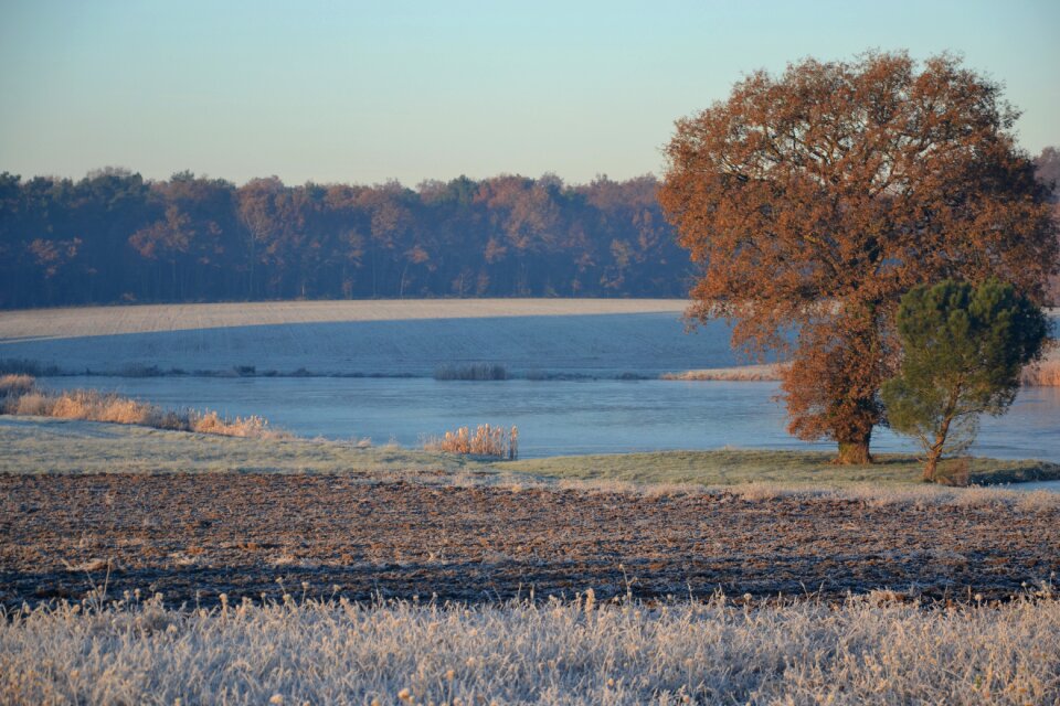 Tree winter gel