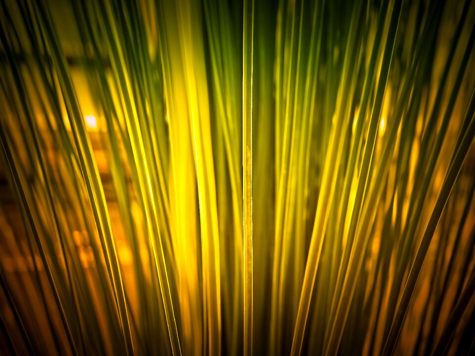 Ornamental plant reed flora
