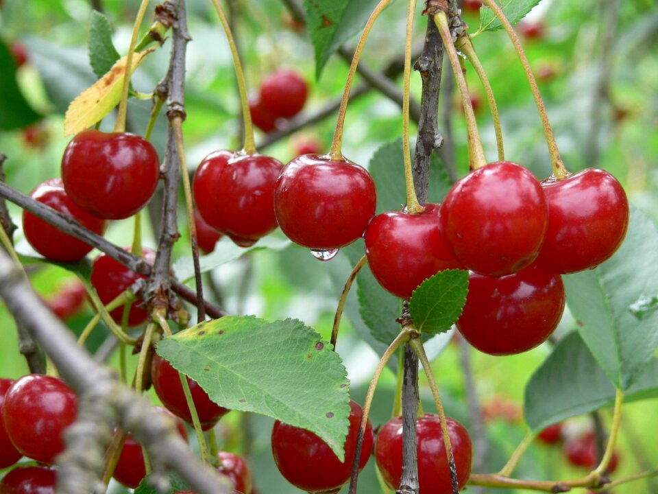Mature cherry fine summer