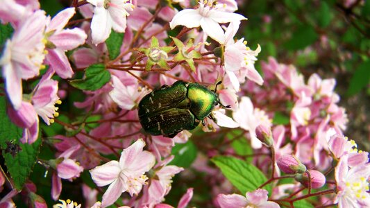 Rose beetle insect nature