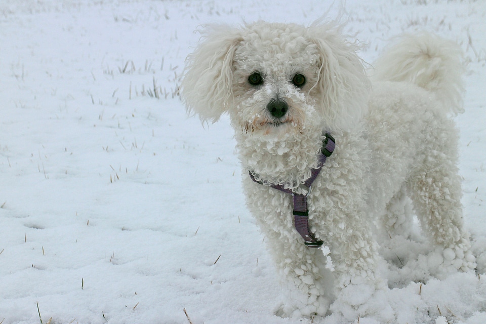 Winter white bichon frise