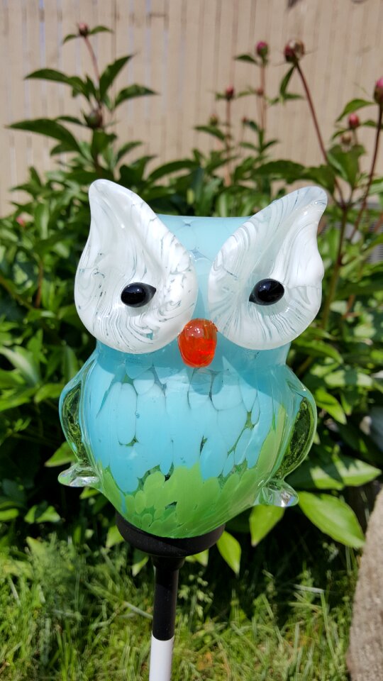 Owl sun glass