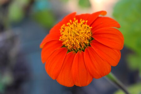 Petals orange flowers