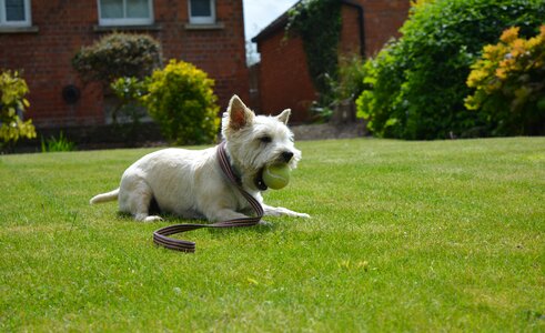 Terrier play pet