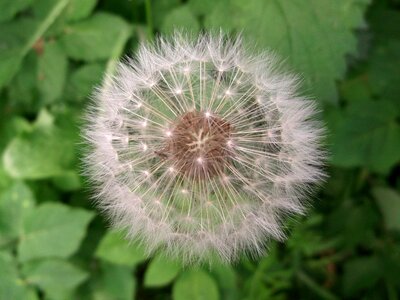 Dandelion flying seeds wild plant