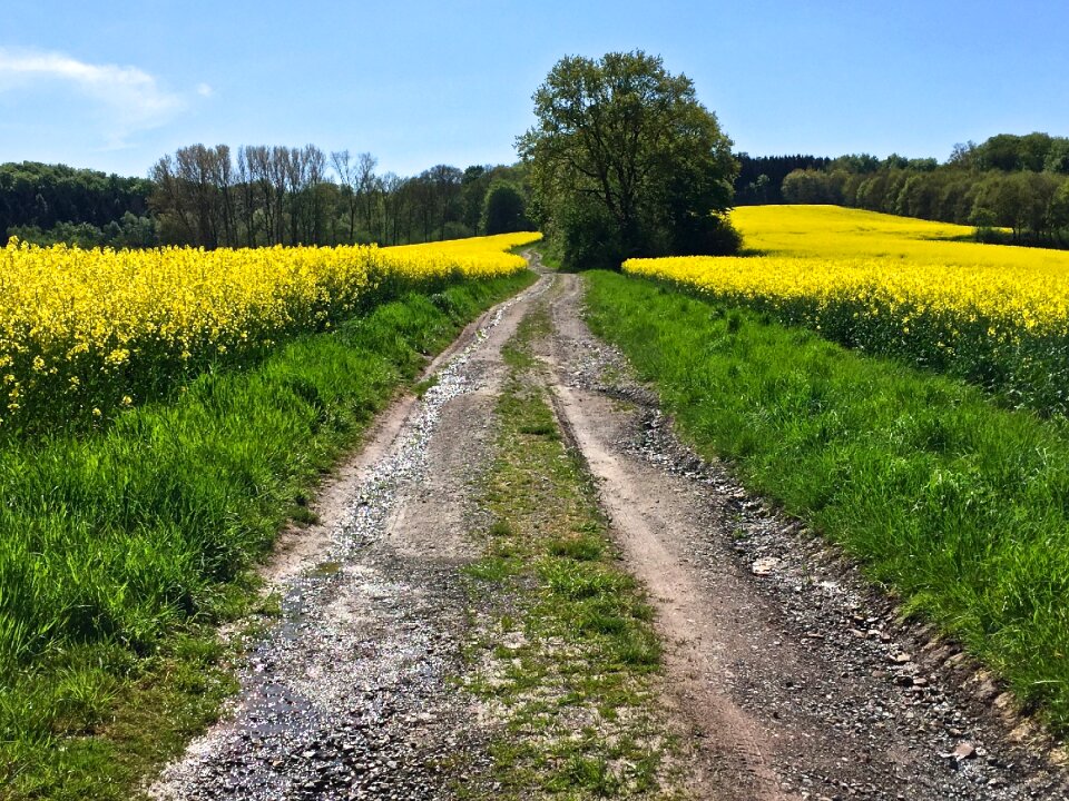 Nature landscape field
