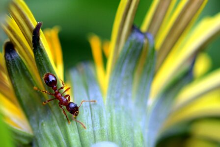 Myrmica rubra insect nature