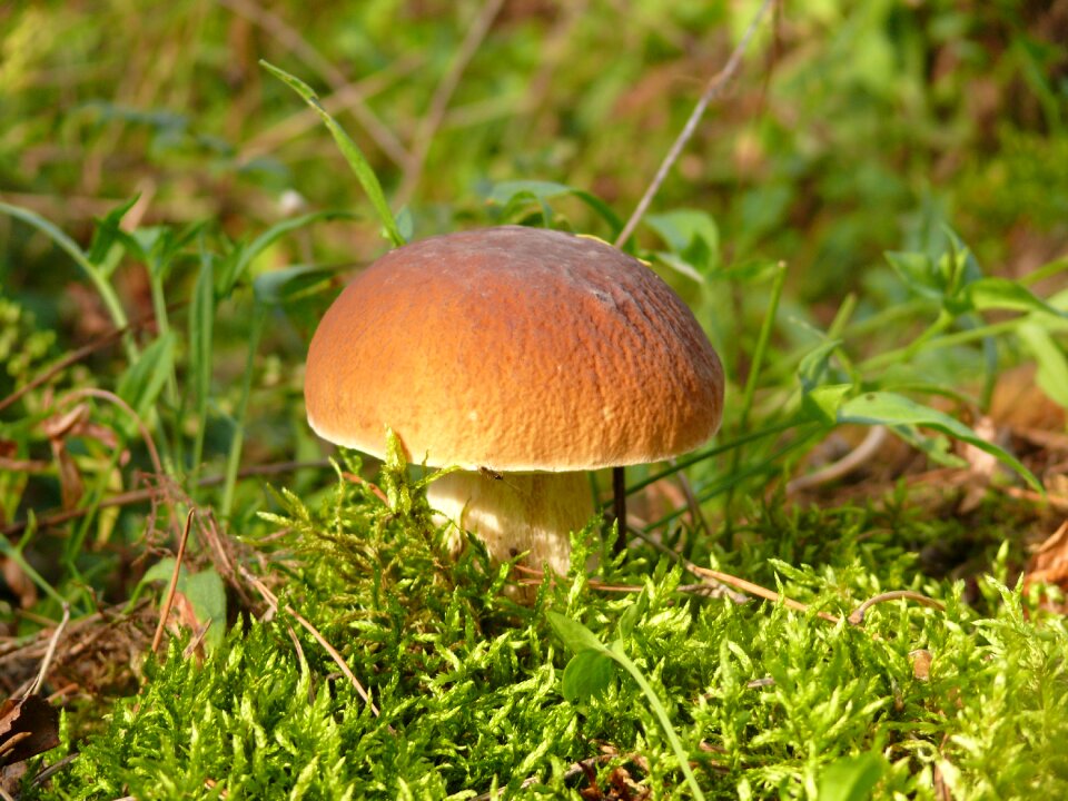 Borovichok forest green
