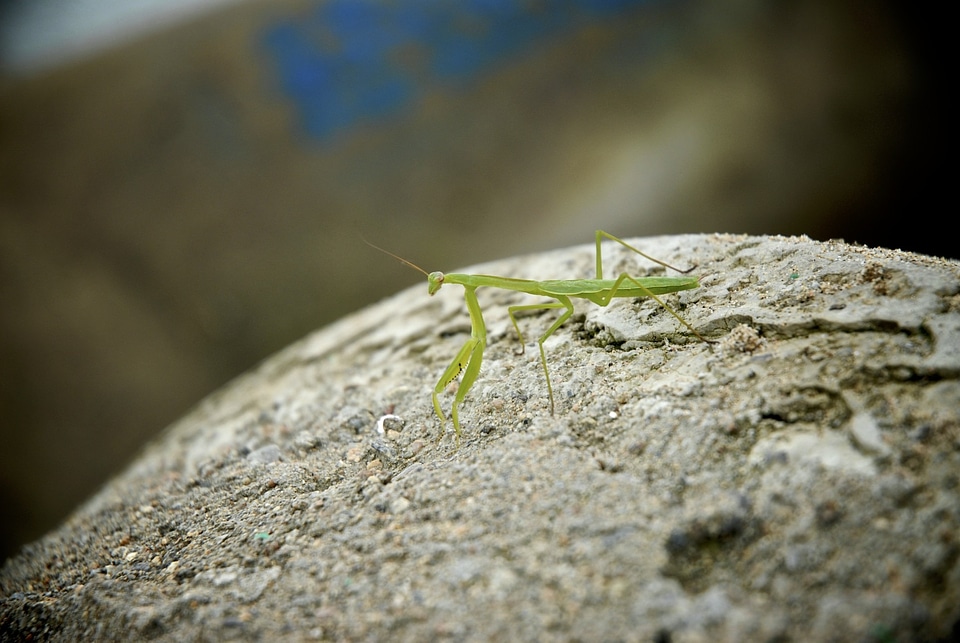 Mantis rock insects