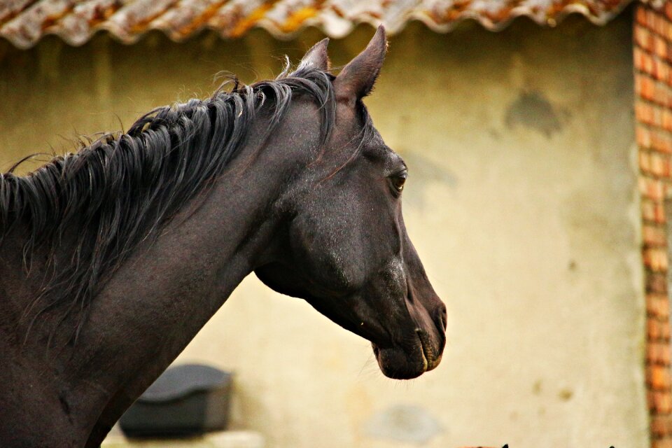 Thoroughbred arabian horse head pferdeportrait